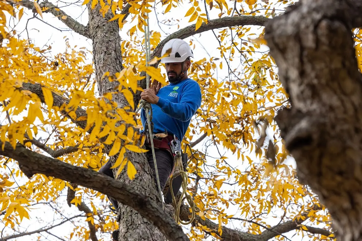 Skilled Tree Transplanting crew working in Hawley